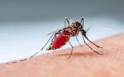 اكتشاف جديد سيقضي على الملاريا نهائيا