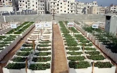 60% من الصادرات الزراعية الأردنية للسوق