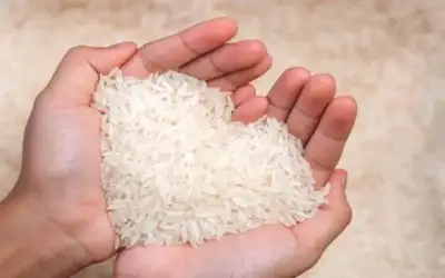 فاو: سعر الأرز في أعلى مستوياته