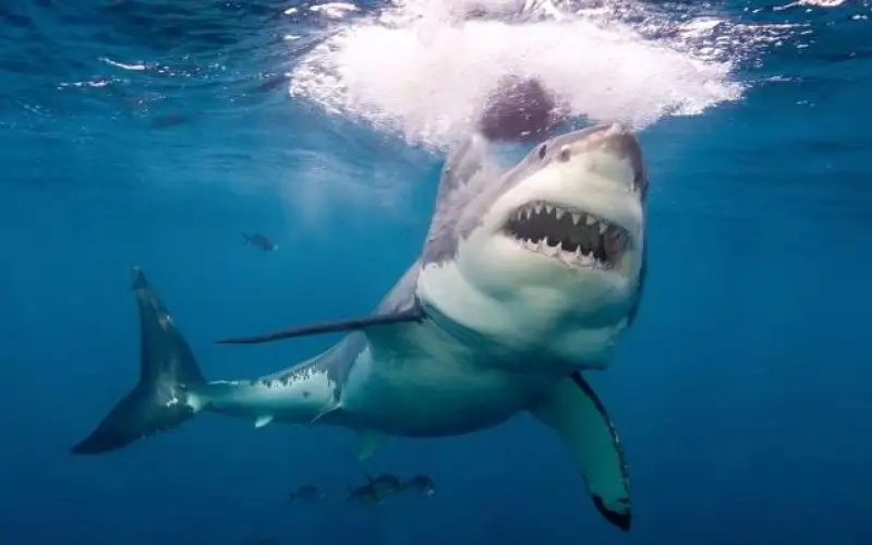 هجوم سمكة قرش يؤدي إلى إغلاق