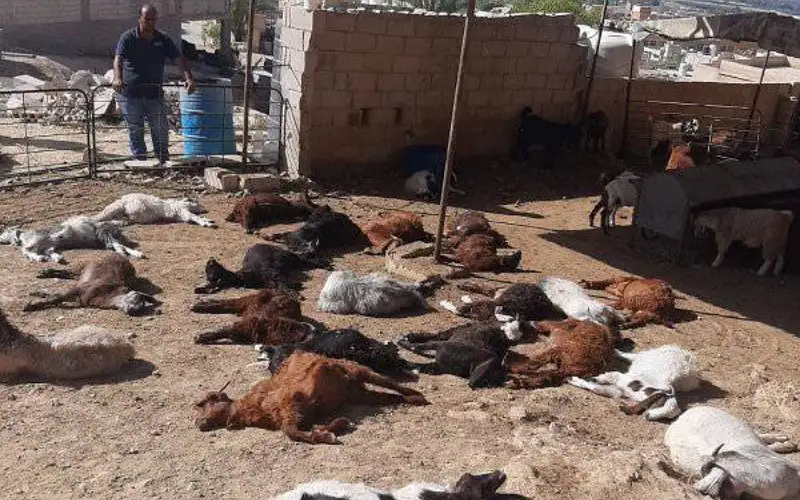 كلاب ضالة تهاجم حظيرة اغنام في
