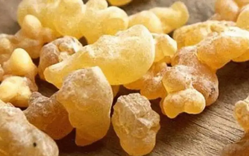 منقوع لبان الذكر.. معجزة الطبيعة الصحية