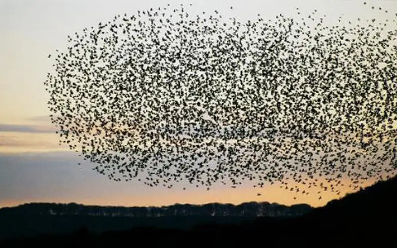 تسجيل 109 أنواع من الطيور المهاجرة