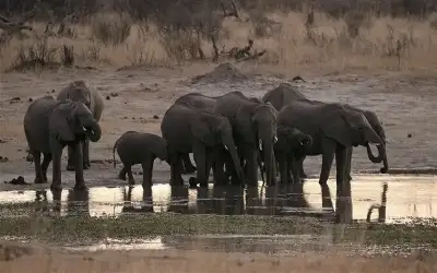 الجفاف يتسبب في أكبر هجرة للأفيال
