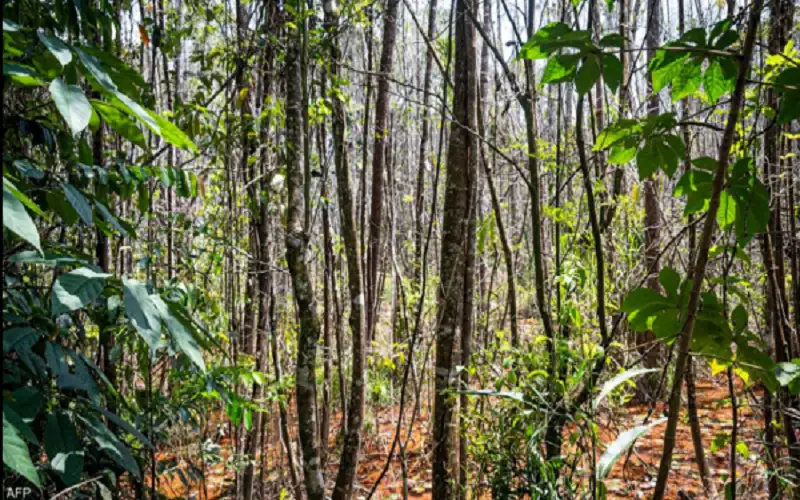رصد شجرة في البرازيل كان يعتقد