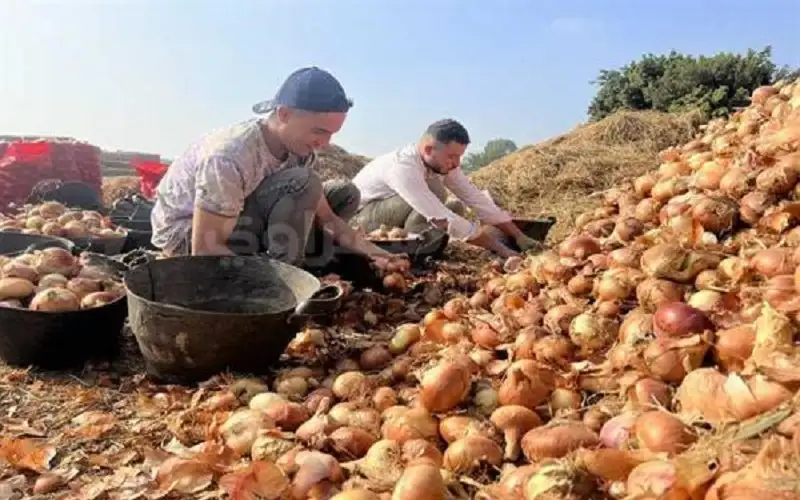 جنون البصل المصري .. حظر تصديره