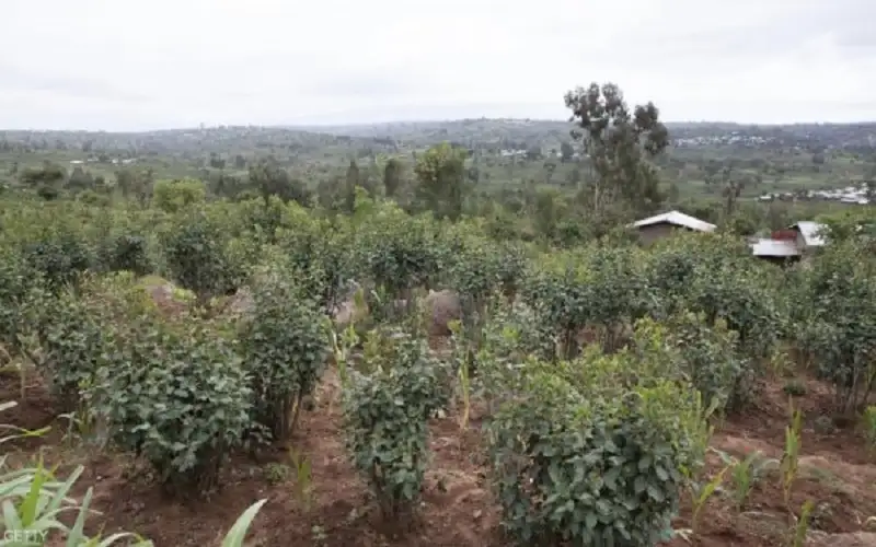 اليمن .. قرار بمنع دخول القات