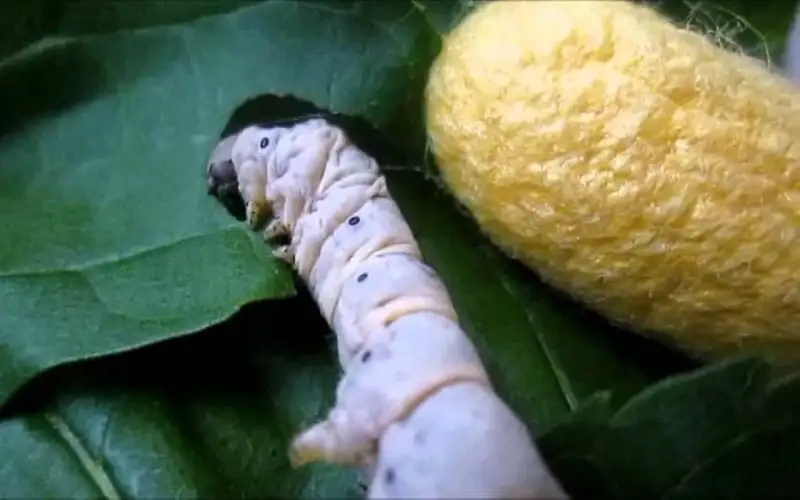 حرير فائق القوة من سلالة قز