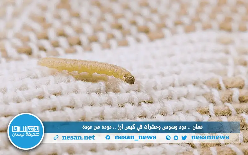 عمان .. دود وسوس وحشرات في