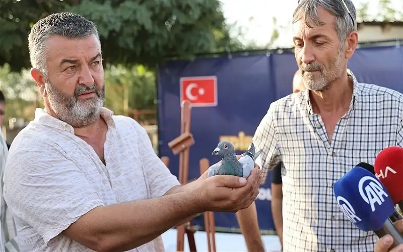 بعد سباق للحمام الزاجل .. حمامة