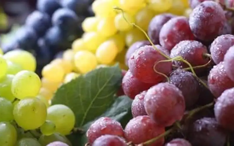 أهم فوائد العنب المذهلة للحامل