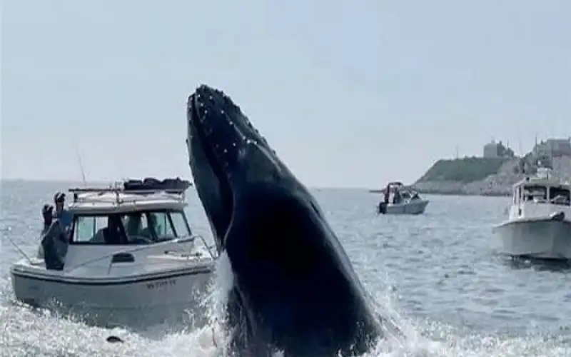 بسبب حوت .. وفاة رجل أسترالي