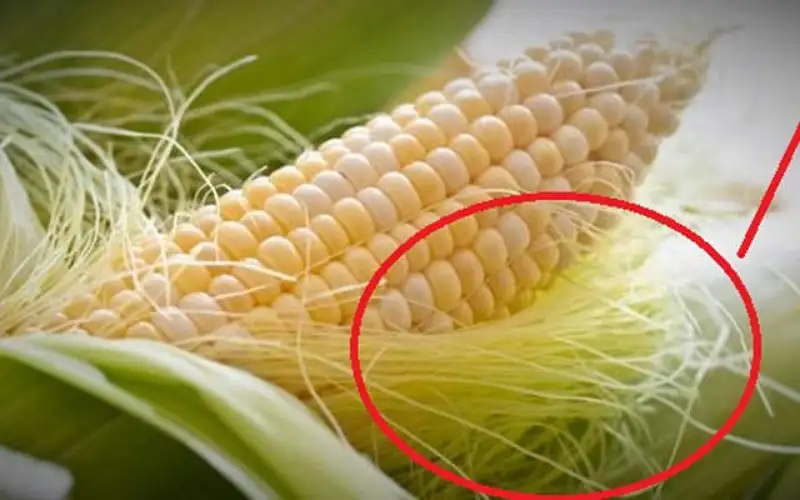 تعرف على ما هي فوائد شعر