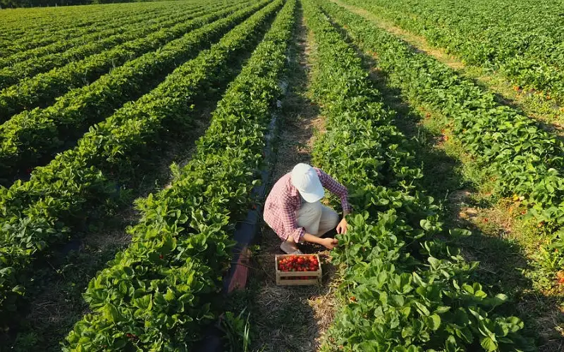 مقاضاة قائمين على مزرعة الكريمة