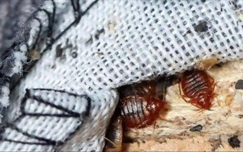 بق الفراش يغزو فرنسا.. لدغة تهدد