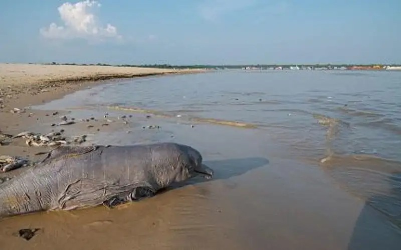 خبراء يربطون نفوق الدلافين في الأمازون