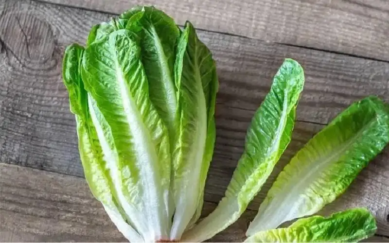 لمرضى السكري.. فـوائد مذهلة للخس لا