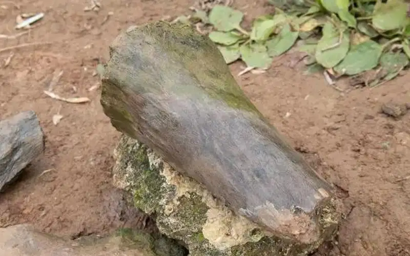 فتاة تكتشف عظام الماموث والبيسون في