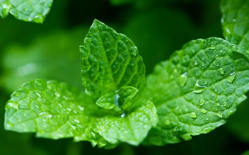 دراسة تكشف قدرة النعناع على تحسين