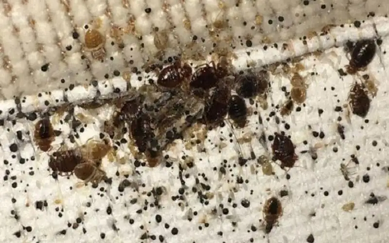 بق الفراش يتفشى في بريطانيا