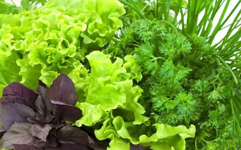 من ضمنها الشاي بنوعيه الأسود والأخضر