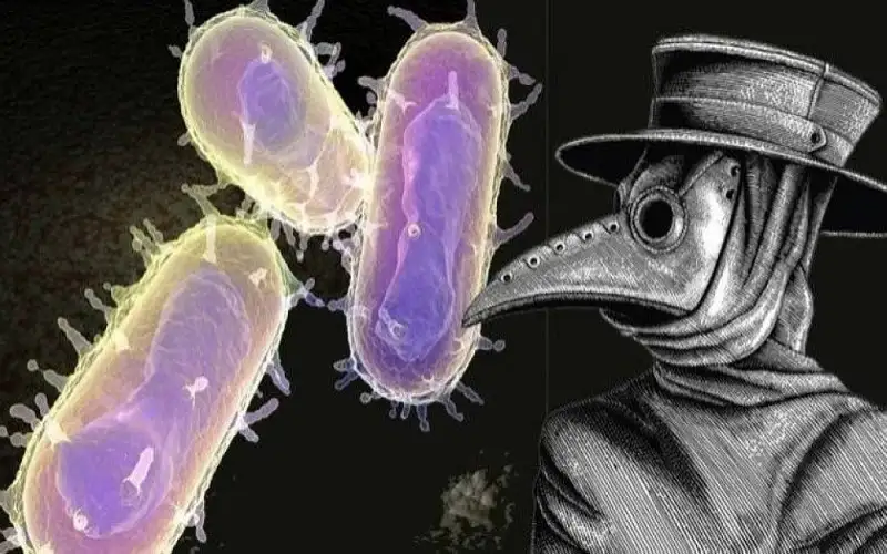 يسمى الموت الأسود .. تعرف على