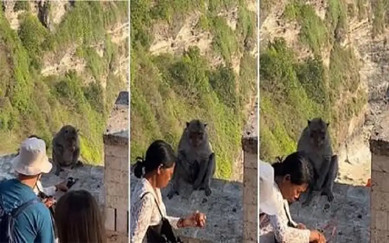 قرد يقايض سائحة سرق هاتفها في