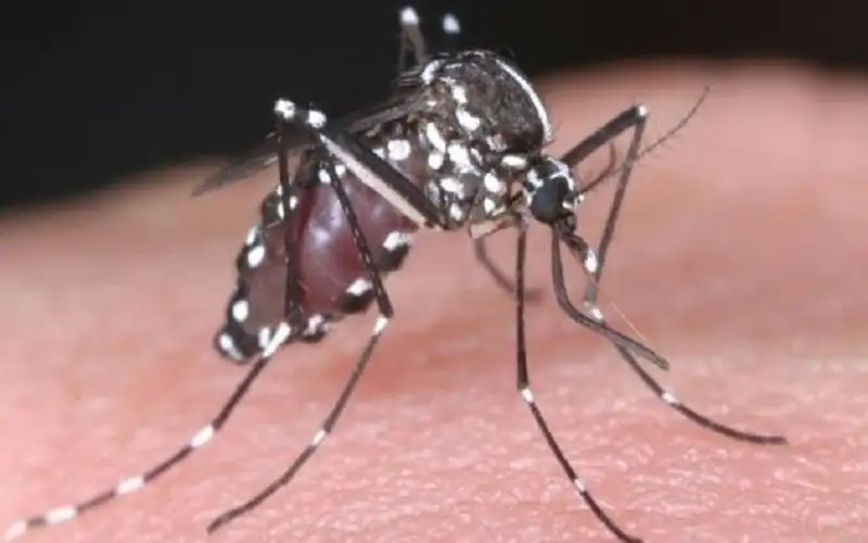 متصرف لواء الكورة يوضح بخصوص حشرة