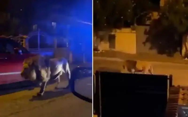 أسد هارب يتسبب بفوضي لعدة ساعات