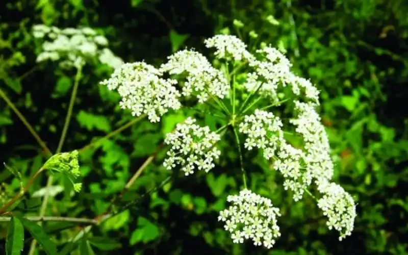 ما هو تفسير الحلم بالعشب للعزباء