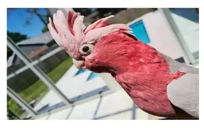 ببغاء يعود إلى مالكته بعد احتجازه