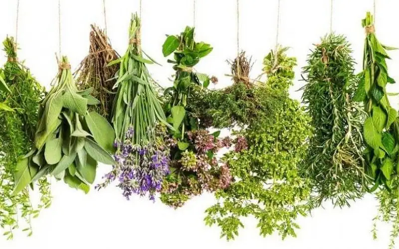 من هو أفضل.. الأعشاب الطازجة أم