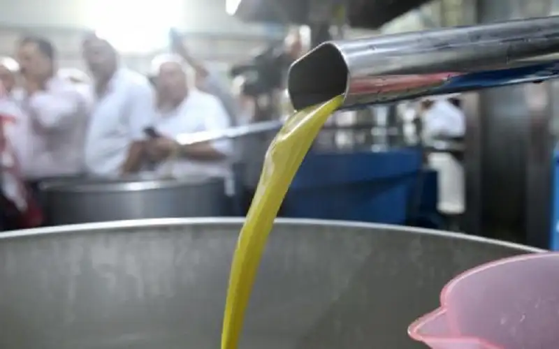 إربد تنتج نحو 31 ألف طن