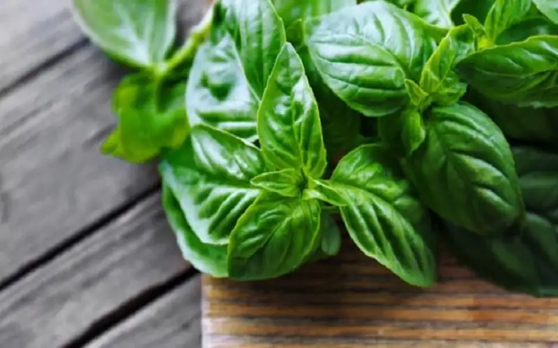 أوراق الريحان.. صيدلية متكاملة