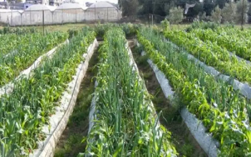 الأمطار الأخيرة تحفز مزارعي المفرق للزراعة