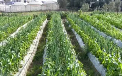الأمطار الأخيرة تحفز مزارعي المفرق للزراعة