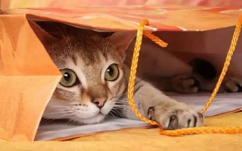 قطة أليفة في المنزل قد تكون