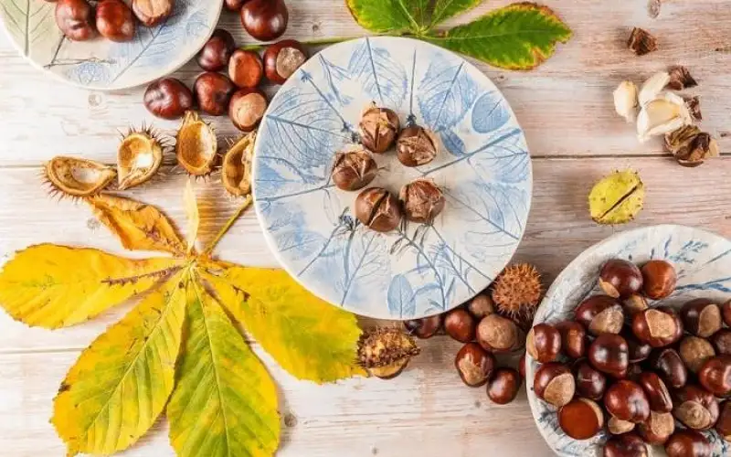 شجرة الكستناء: اكتشفي فوائد أوراقها ولحائها