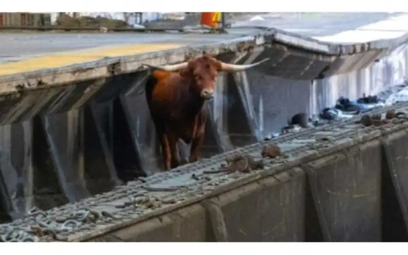 ثور يربك خدمة القطارات في أمريكا