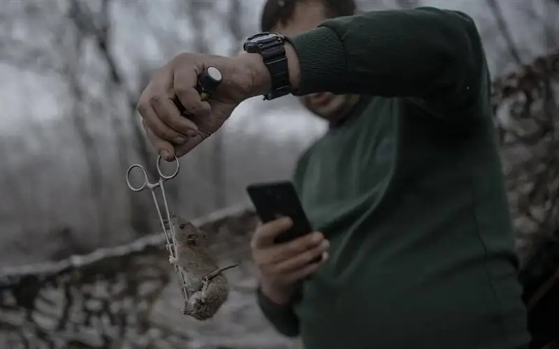 (حمى الفئران) تنتشر بين الجنود الروس