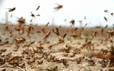 220 ألفا مكافآت الزراعة لمكافحة الجراد