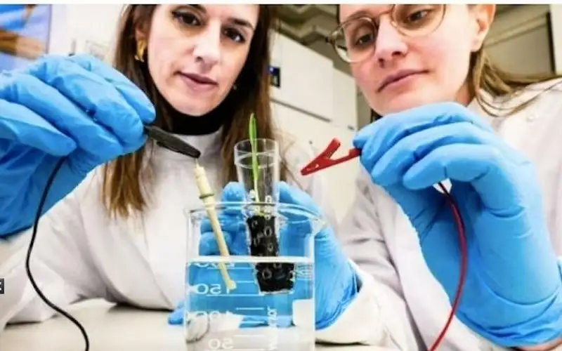 باحثون يطورون تربة إلكترونية لتطوير الزراعة