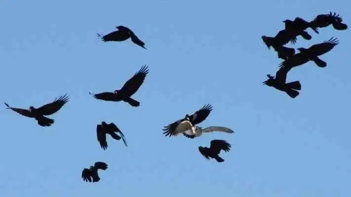 سليمان قبيلات.. الشاهد والشهيد على تفارق