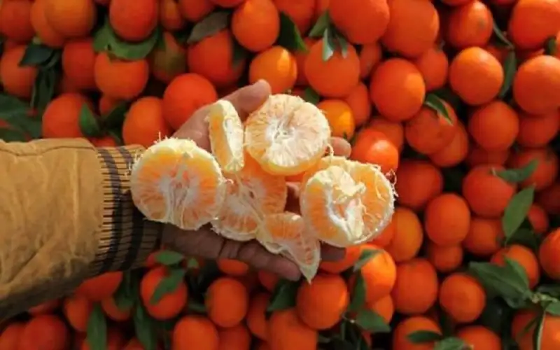 طبيبة توضح عدد اليوسفي الذي يمكن