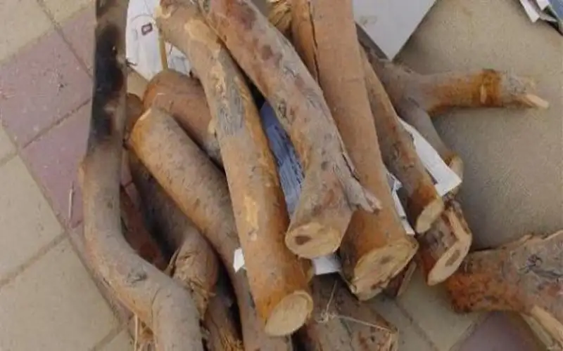 ضبط مركبة محملة بــ1.5 طن حطب