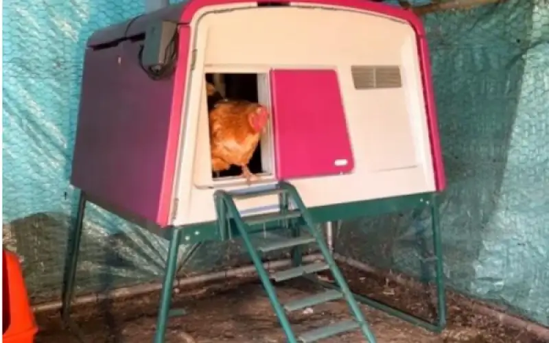 فندق خاص بالدجاج يقدم لها الطعام