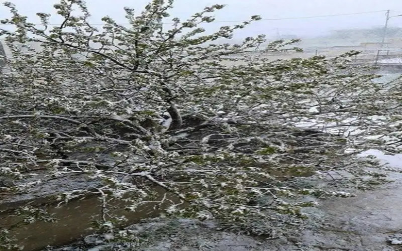 عجلون تشهد أول هطول لزخات ثلجية