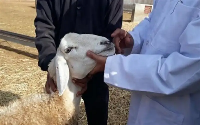 الزراعة: الأردن خال من مرض اللسان