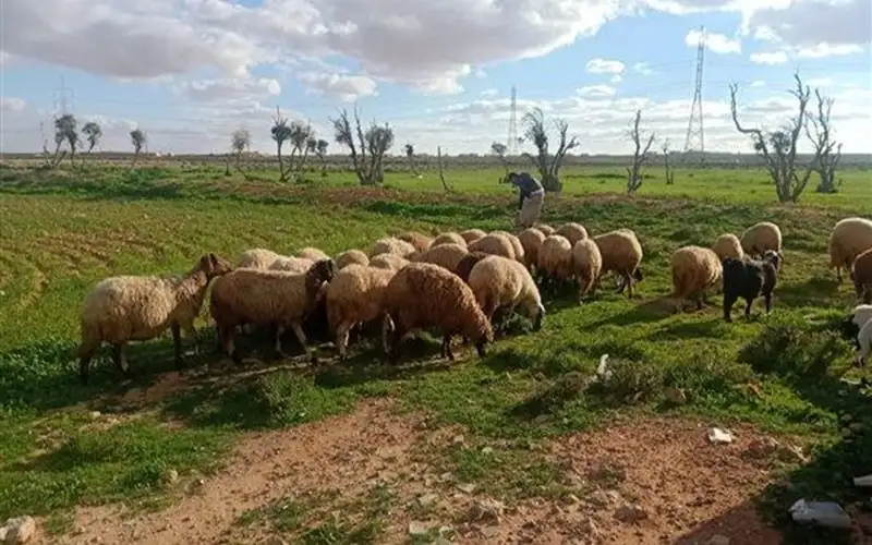 الزراعة: الأمطار الأخيرة ستزيد مساحات المراعي