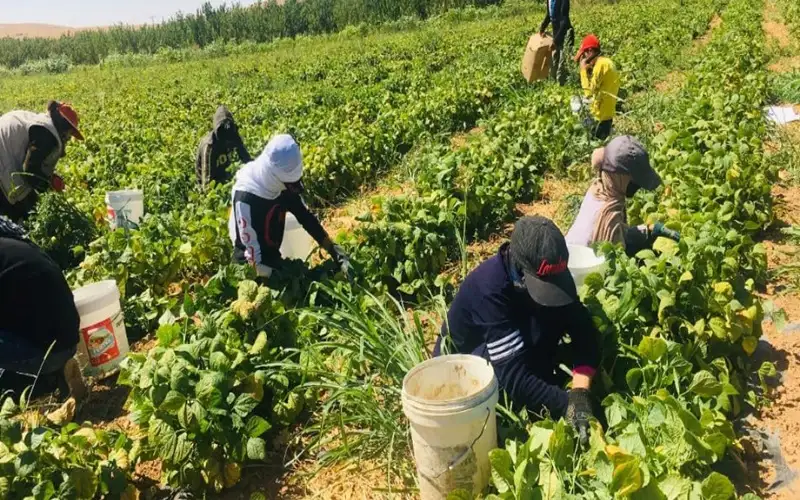 أسعار الخضار تتهاوى .. والمزارعون يغرقون